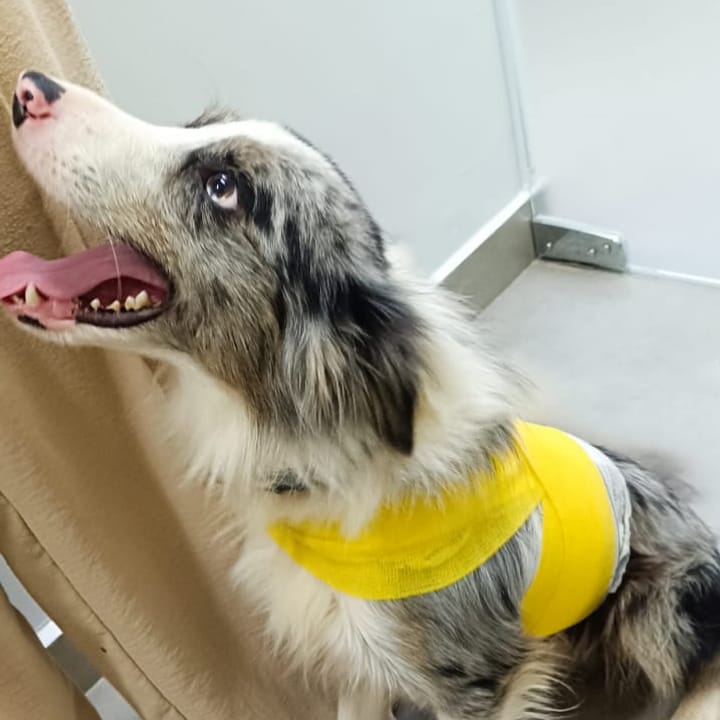Cão border collie em recuperação, paciente da NovaVet