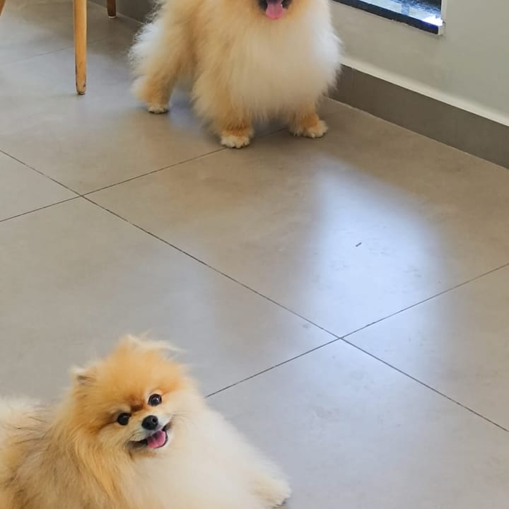 Dois lulus da Pomerânia sorridentes, pacientes da NovaVet
