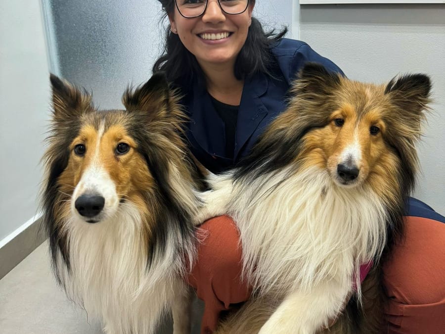 Veterinária da NovaVet com dois cães da raça collie