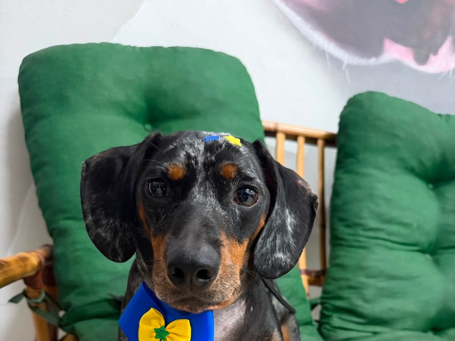 Cão dachshund paciente da NovaVet em Campinas