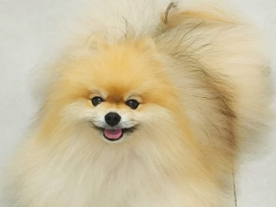 Lulu da Pomerânia sorridente atendido na NovaVet